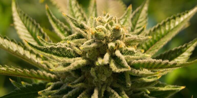 Deutschland Osterreich Schweiz Ist Cbd Uberall Legal Hanf