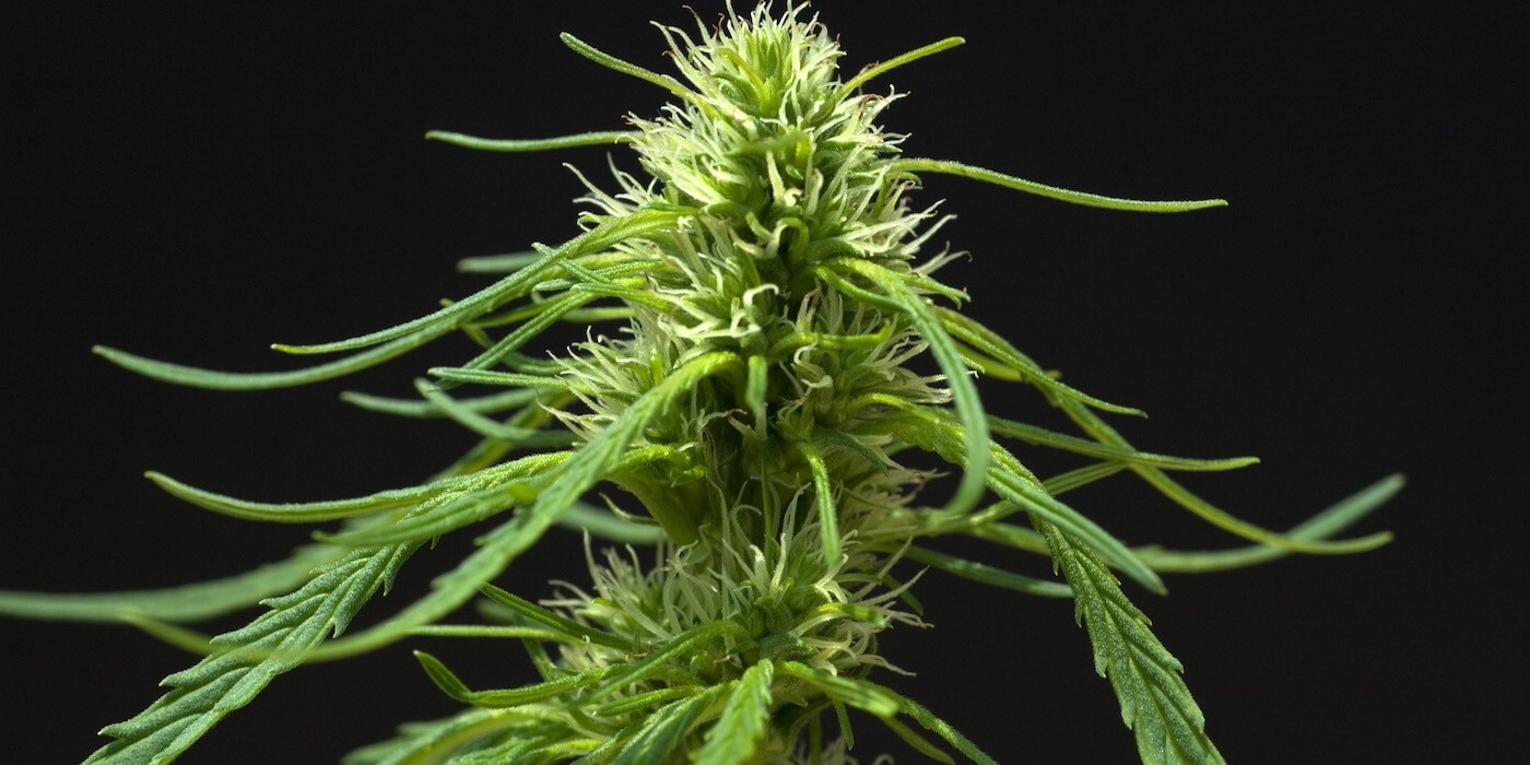 Terpene, Terpenoide, Flavonoide