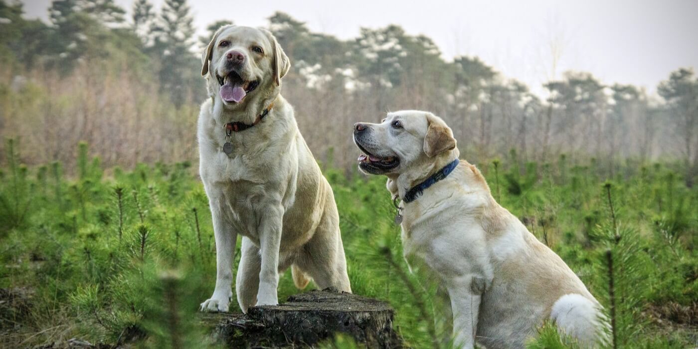 Cannabidiol und Hunde