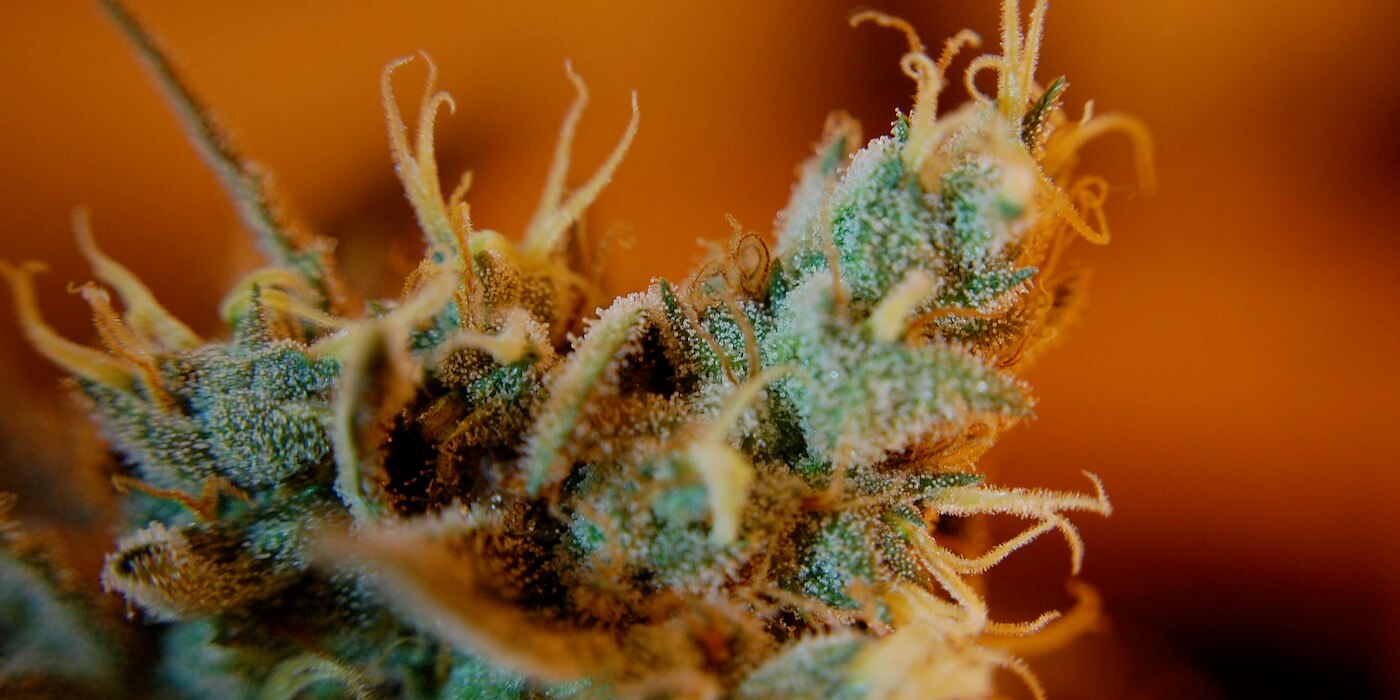 Cannabinoide und Neurogenese