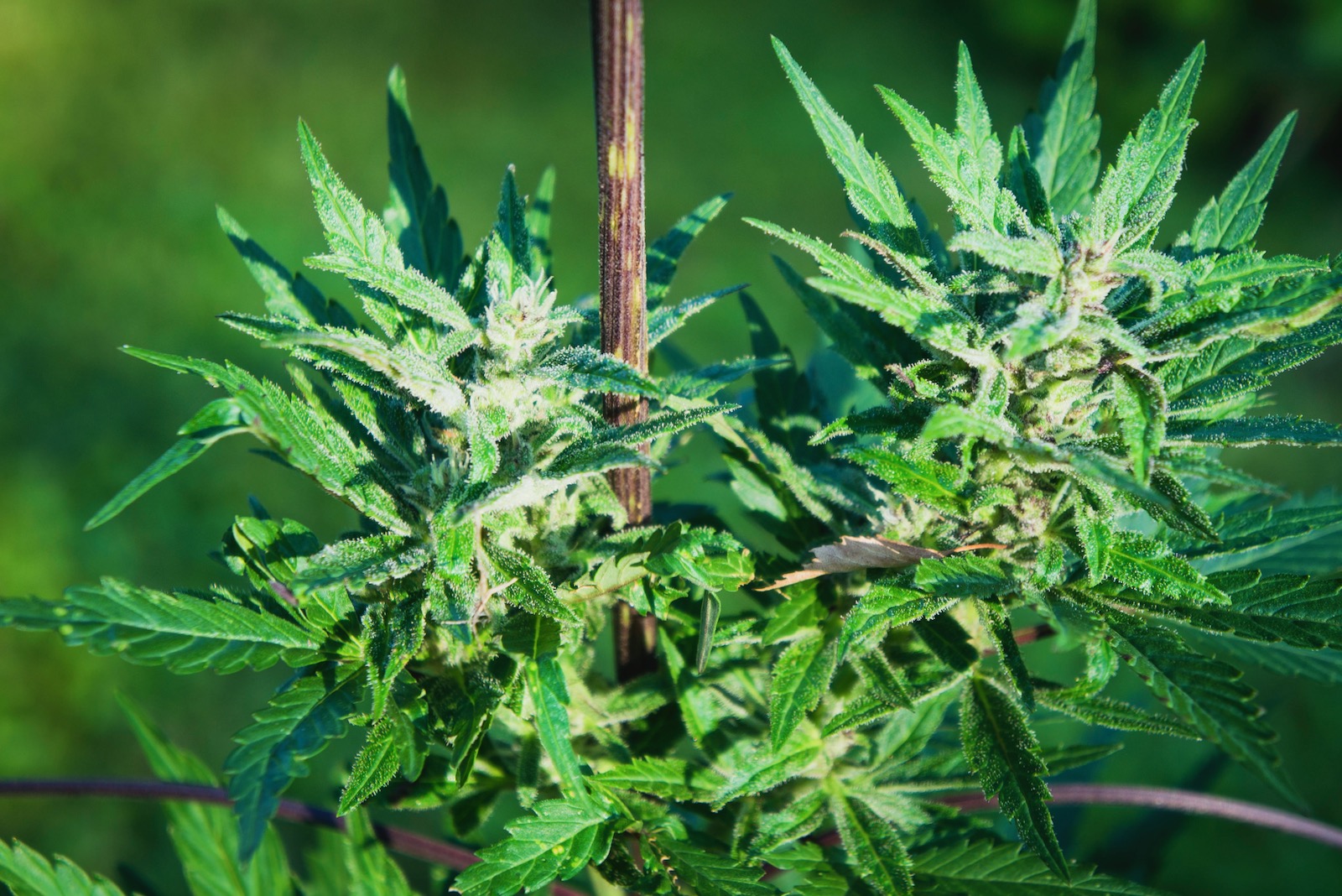 Wie viel CBD wird meine Pflanze enthalten?