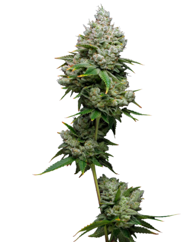 California Mavericks Kiwi Papaya 5x