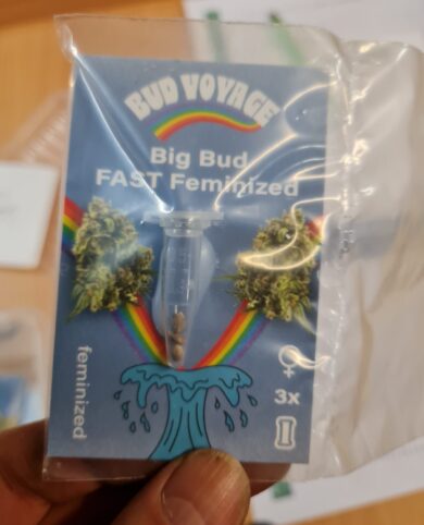 Bud Voyage Big Bud FAST Feminized 3x