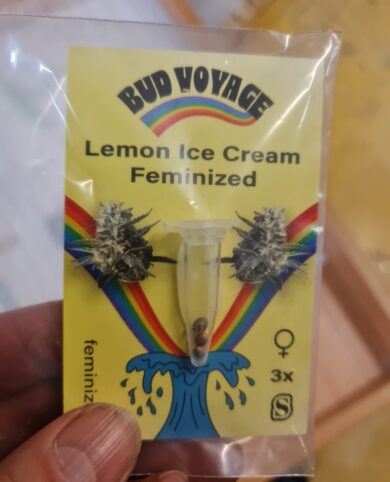Bud Voyage Lemon Ice Cream Feminized 3x