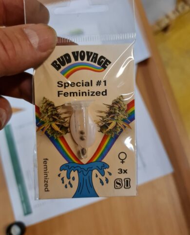 Bud Voyage White Widow Automatic 3x